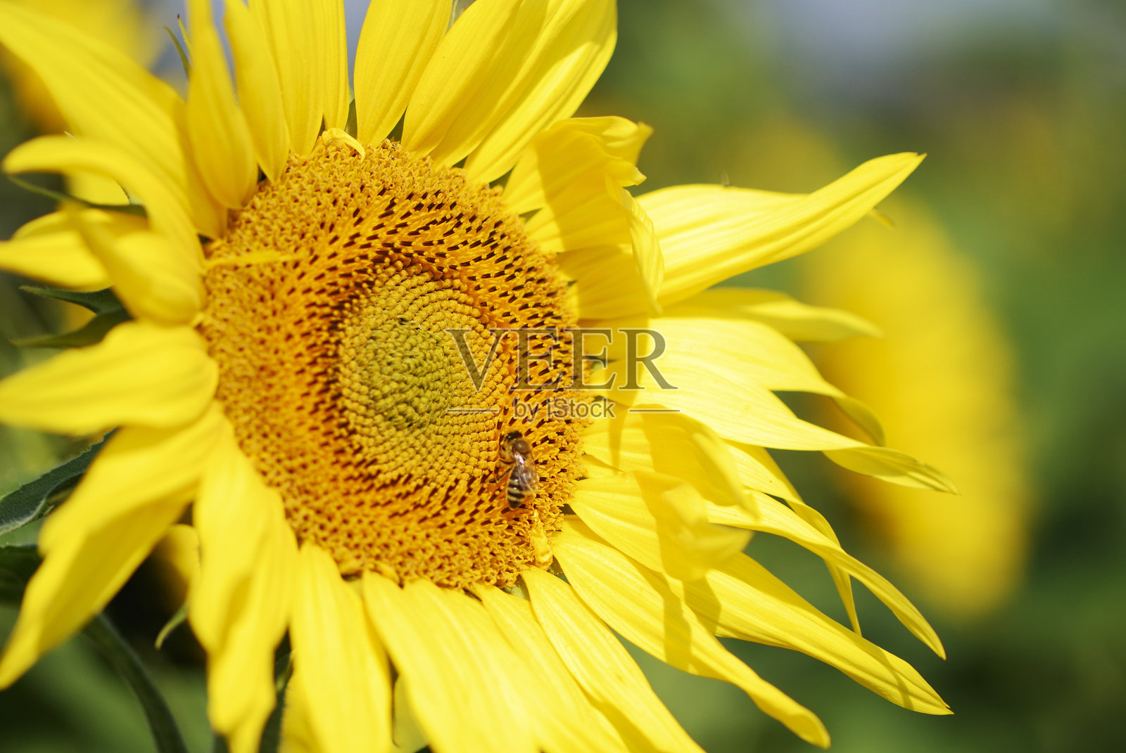 向日葵照片摄影图片