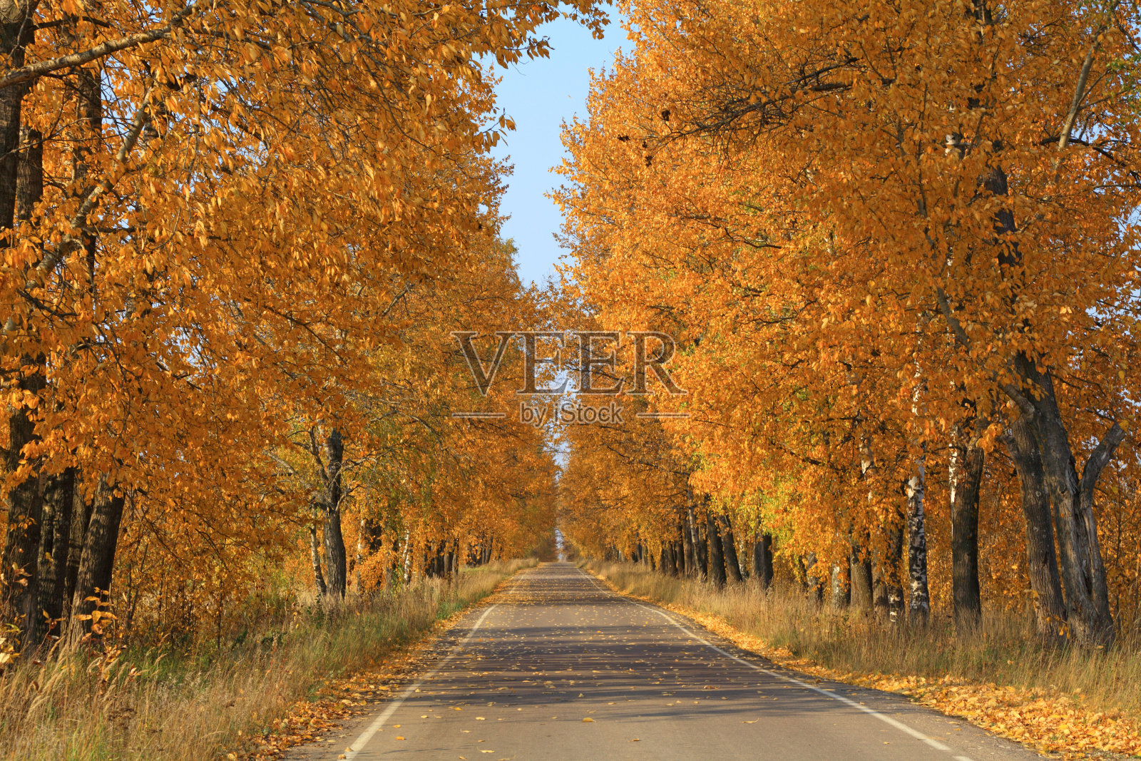 秋天照片摄影图片