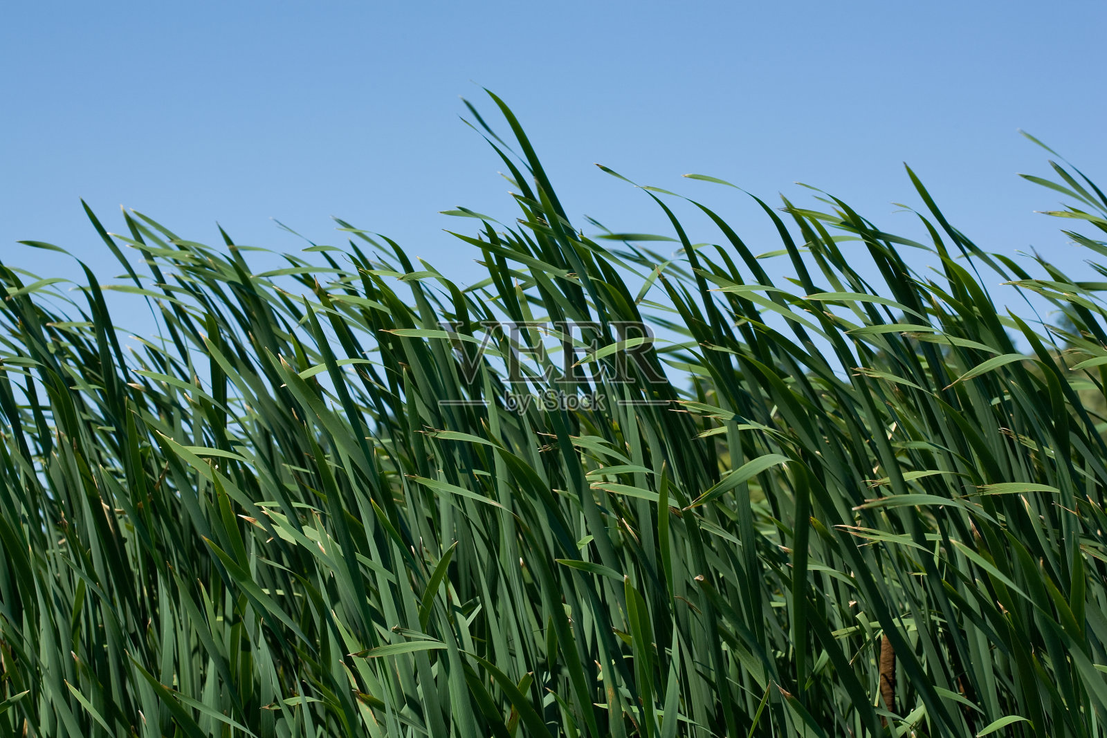 里德照片摄影图片