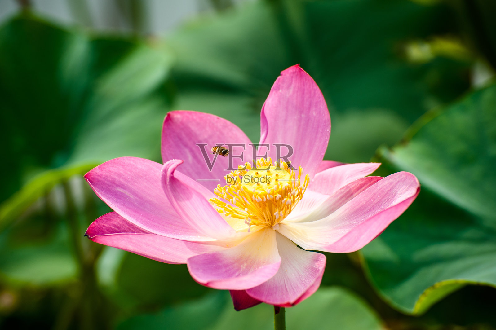 蜜蜂飞过一朵盛开的莲花照片摄影图片