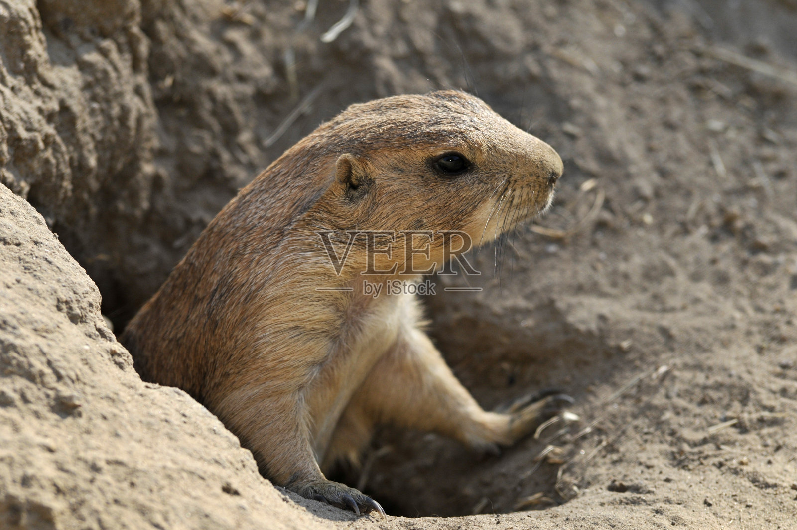 向洞外看照片摄影图片
