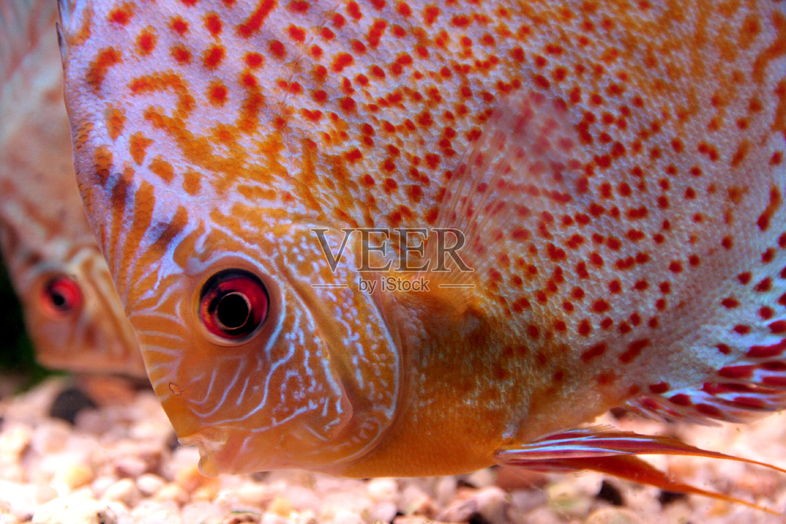 丰富多彩的铁饼鱼照片摄影图片