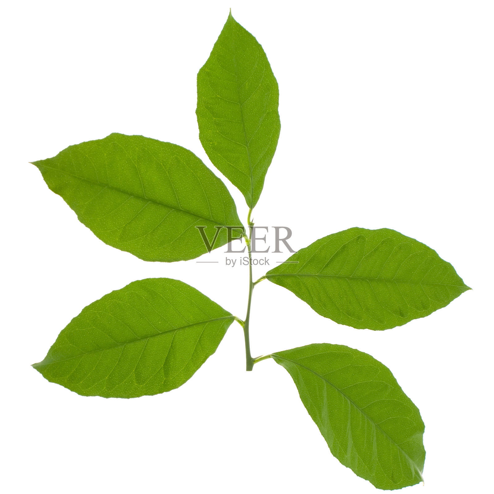 柠檬叶照片摄影图片