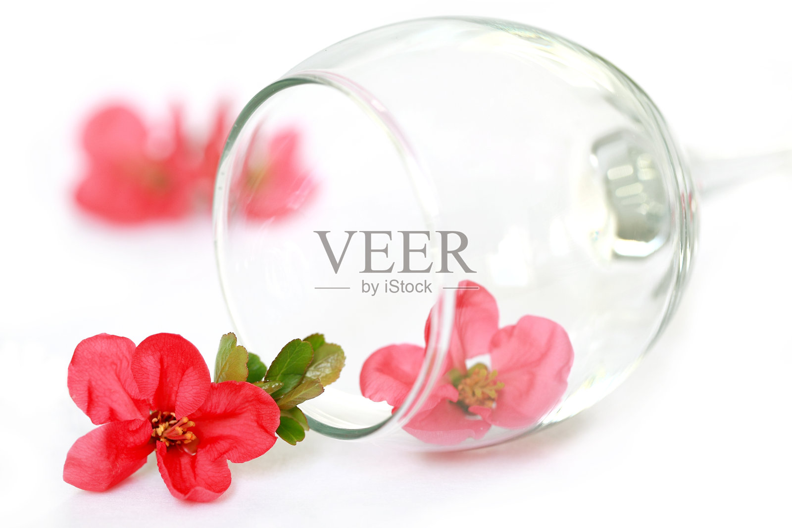 杯中的花照片摄影图片