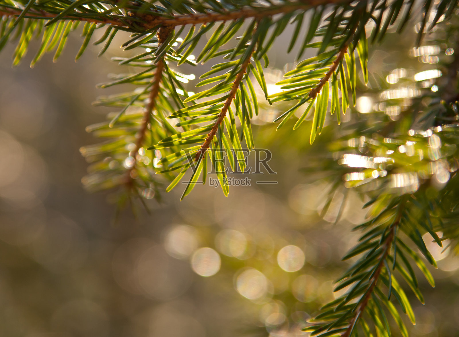 阳光下的云杉树枝照片摄影图片