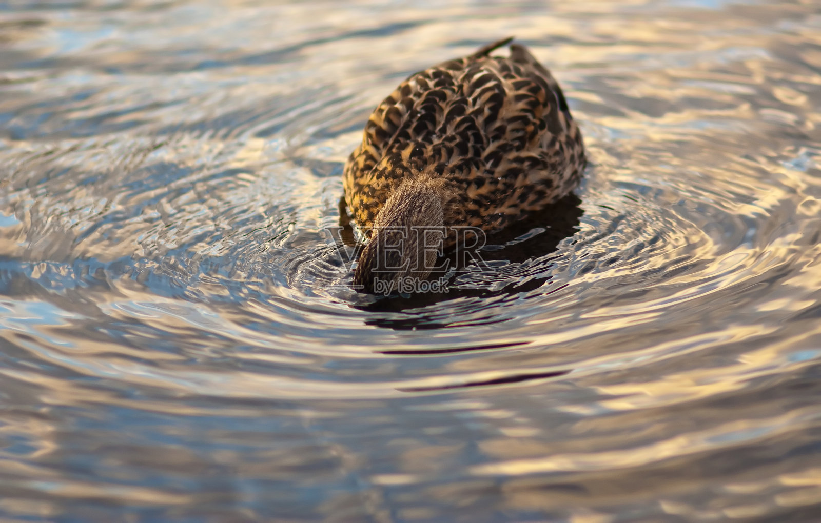 鸭潜入水中照片摄影图片