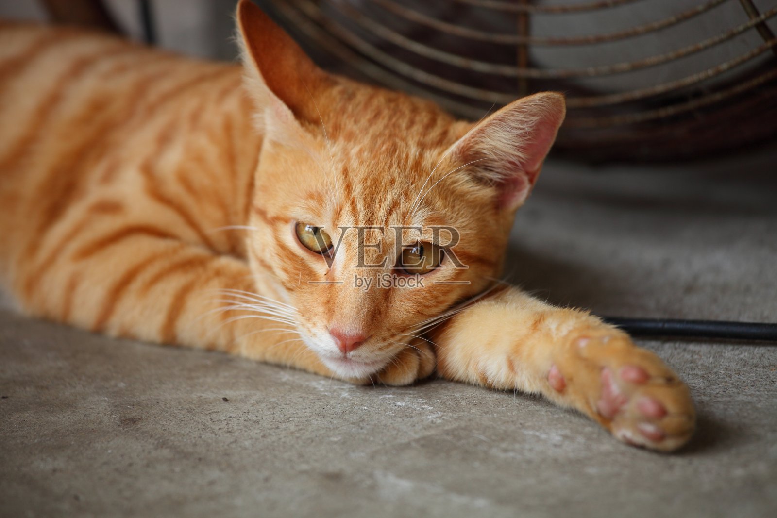 猫照片摄影图片