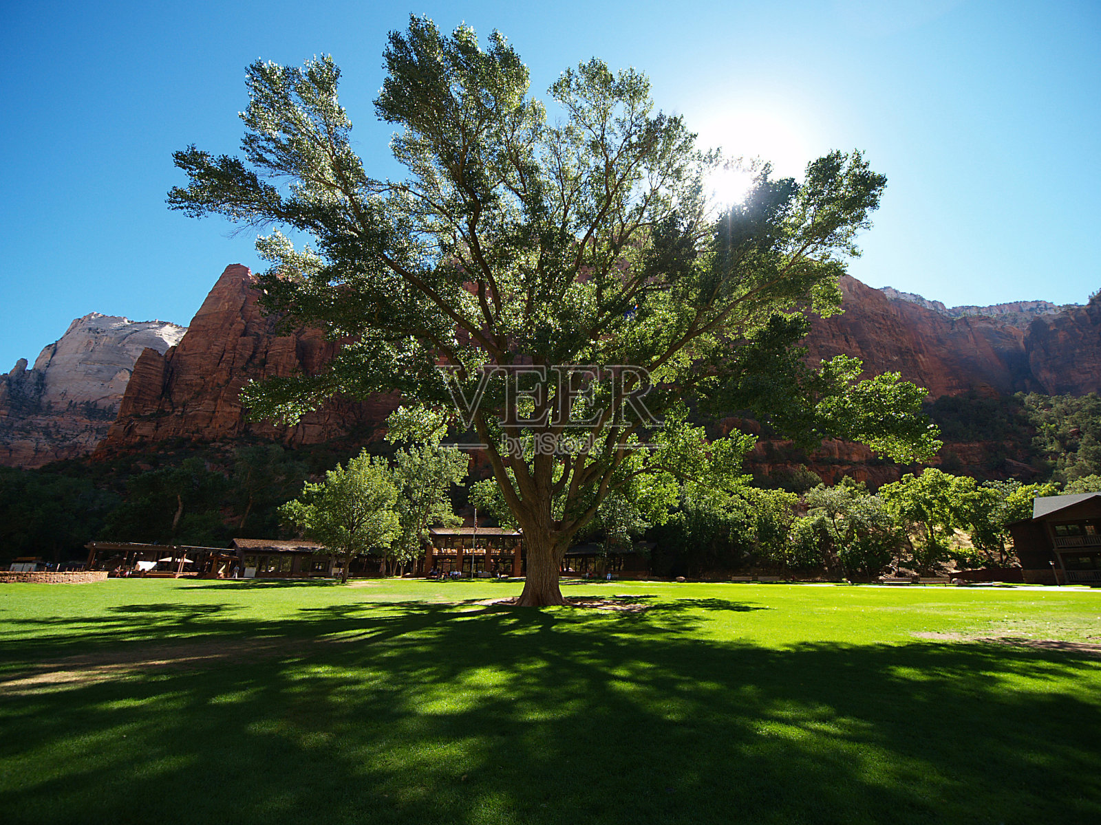 锡安的树照片摄影图片