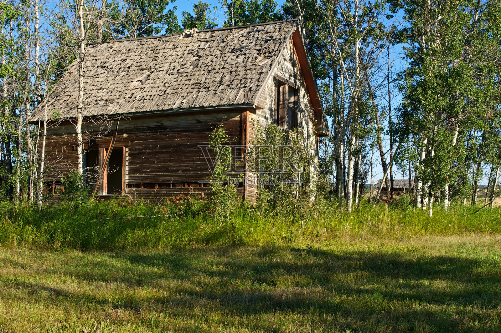 废弃的房子在白杨树照片摄影图片