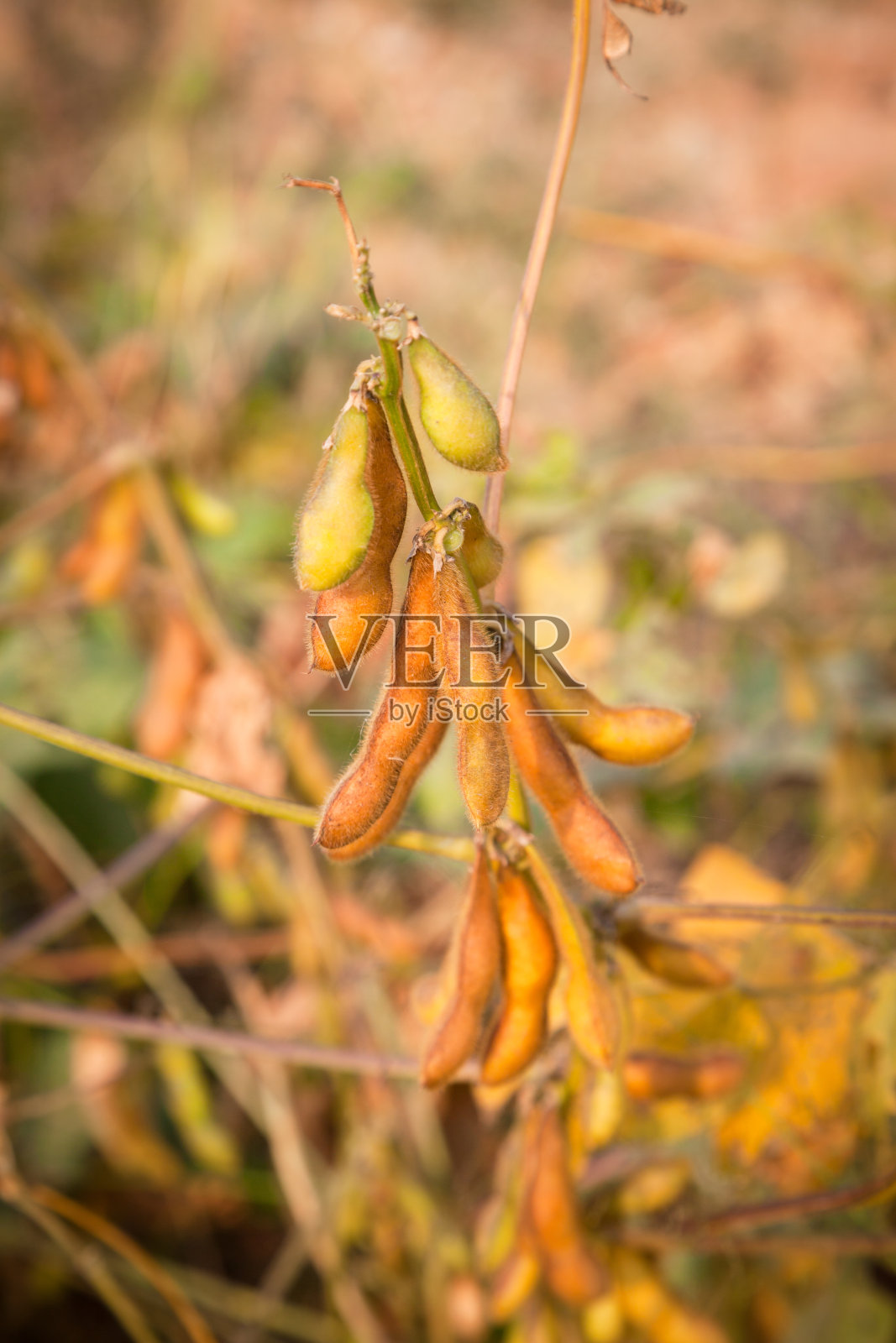 成熟的大豆照片摄影图片