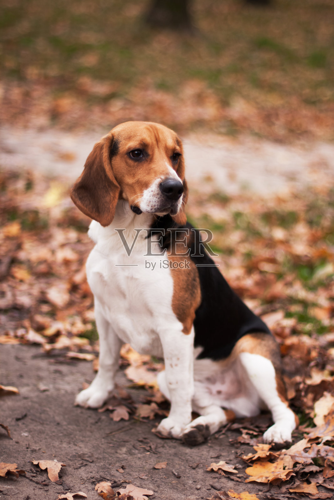 小猎犬号照片摄影图片