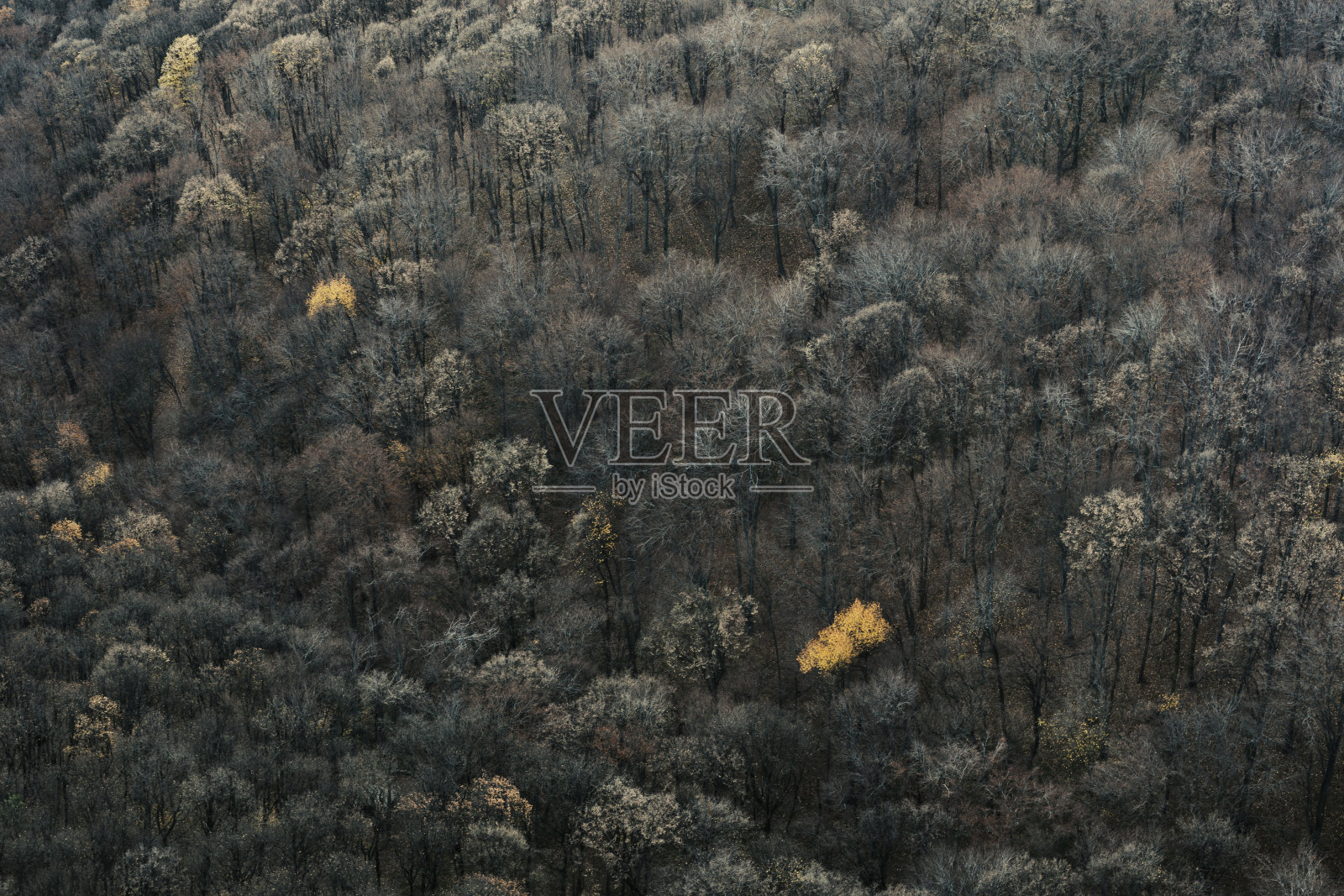 落叶森林照片摄影图片