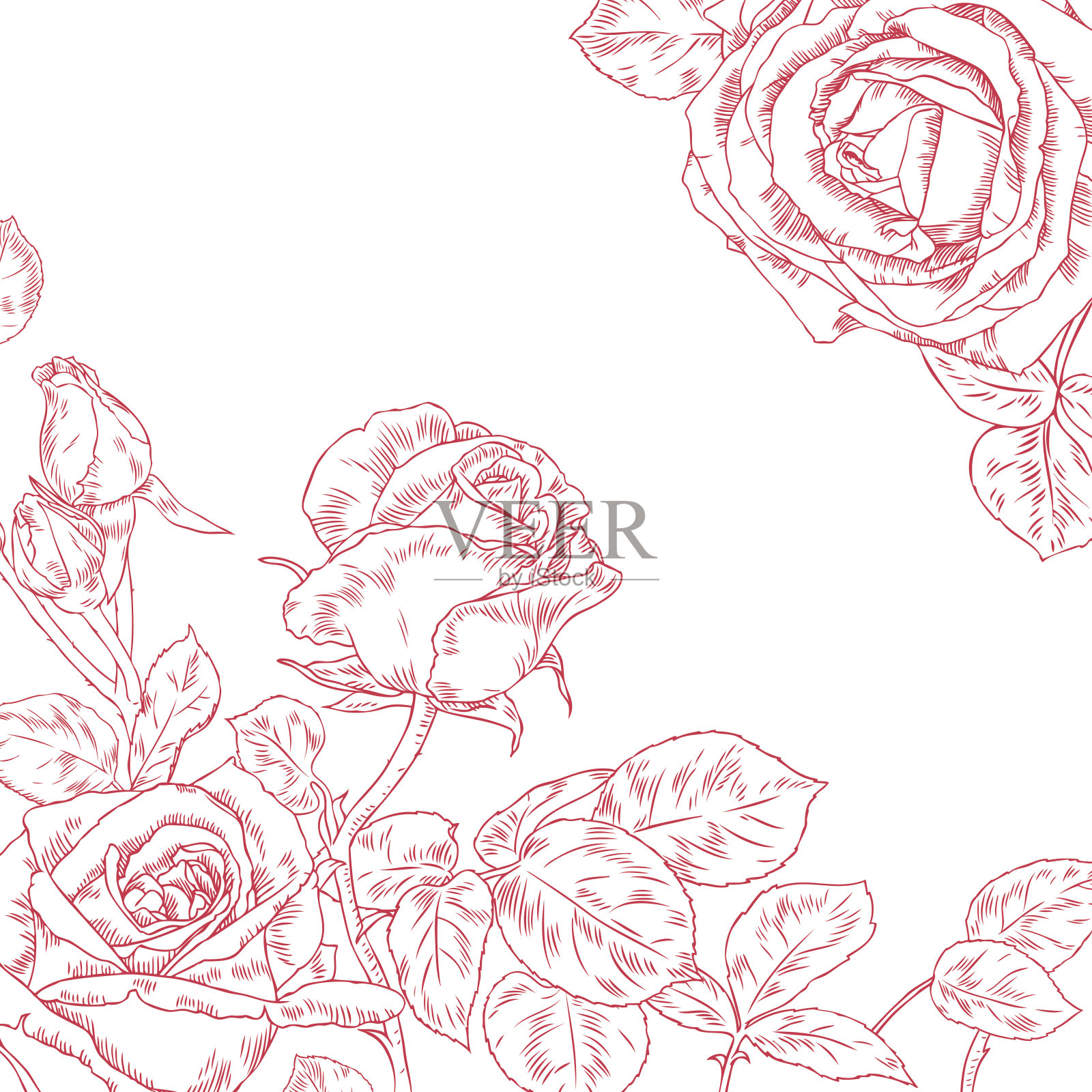 美丽的玫瑰插画图片素材