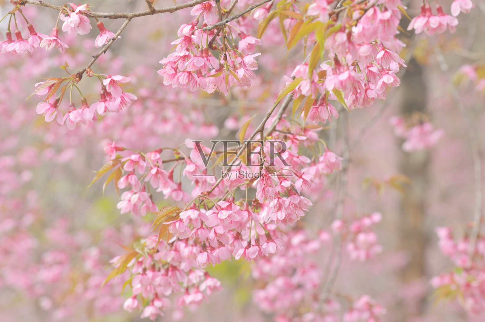 樱花照片摄影图片