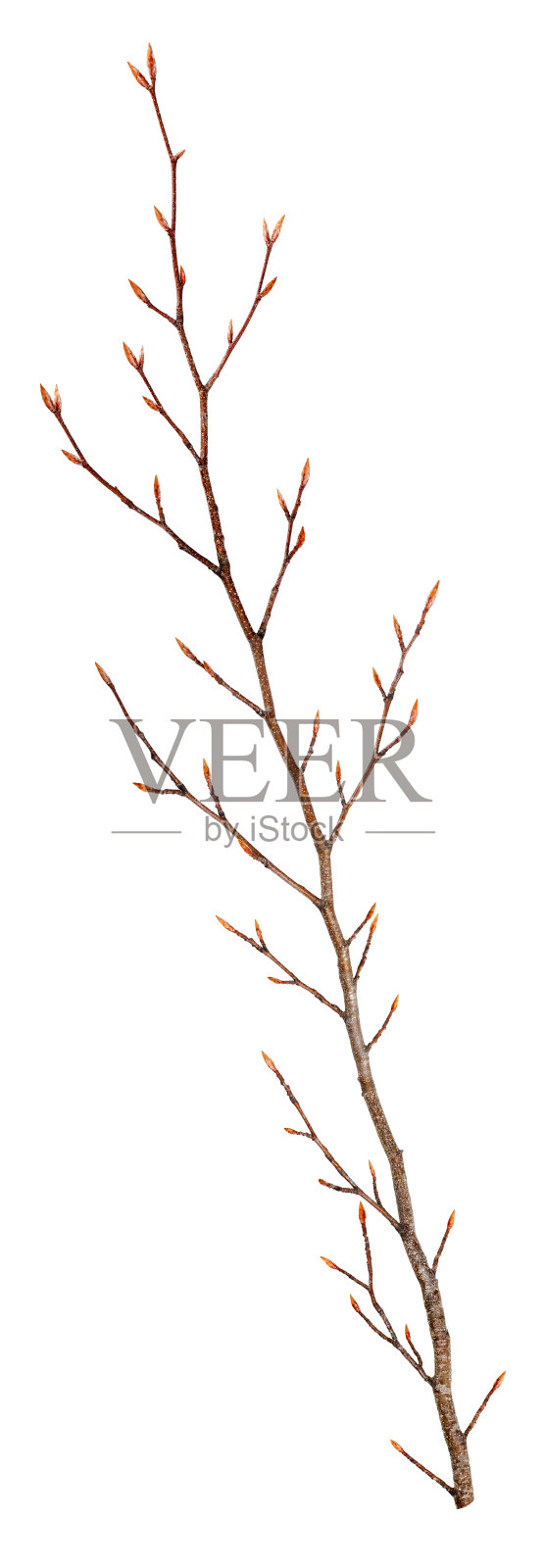 干山毛榉分支照片摄影图片