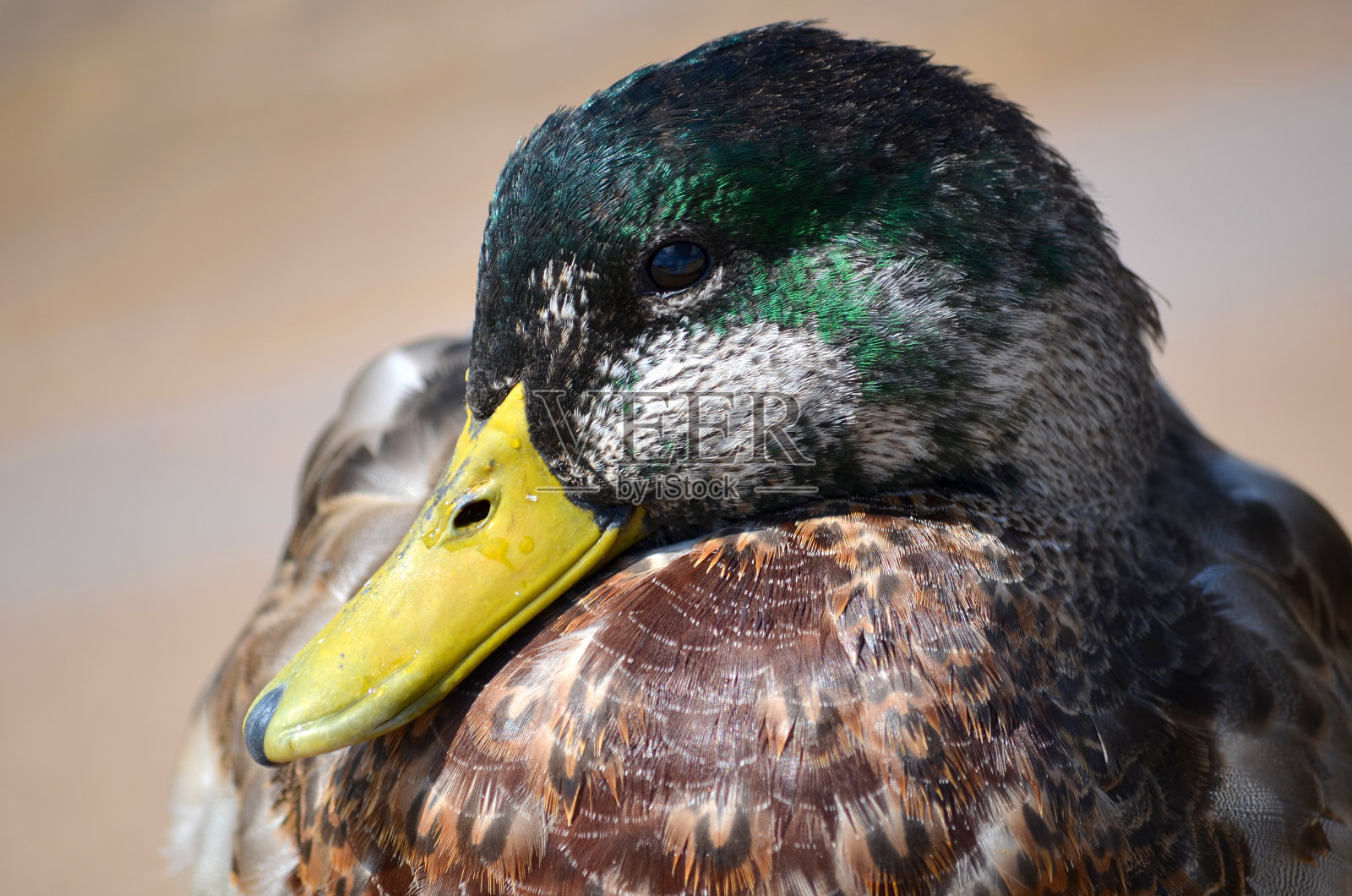 鸭子脸特写照片摄影图片