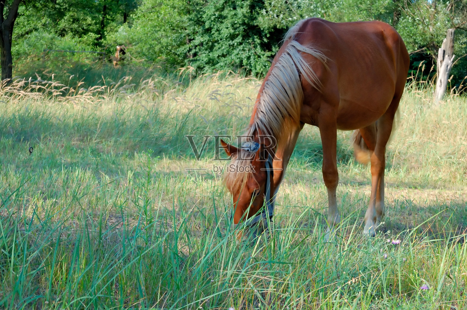 年轻的马照片摄影图片