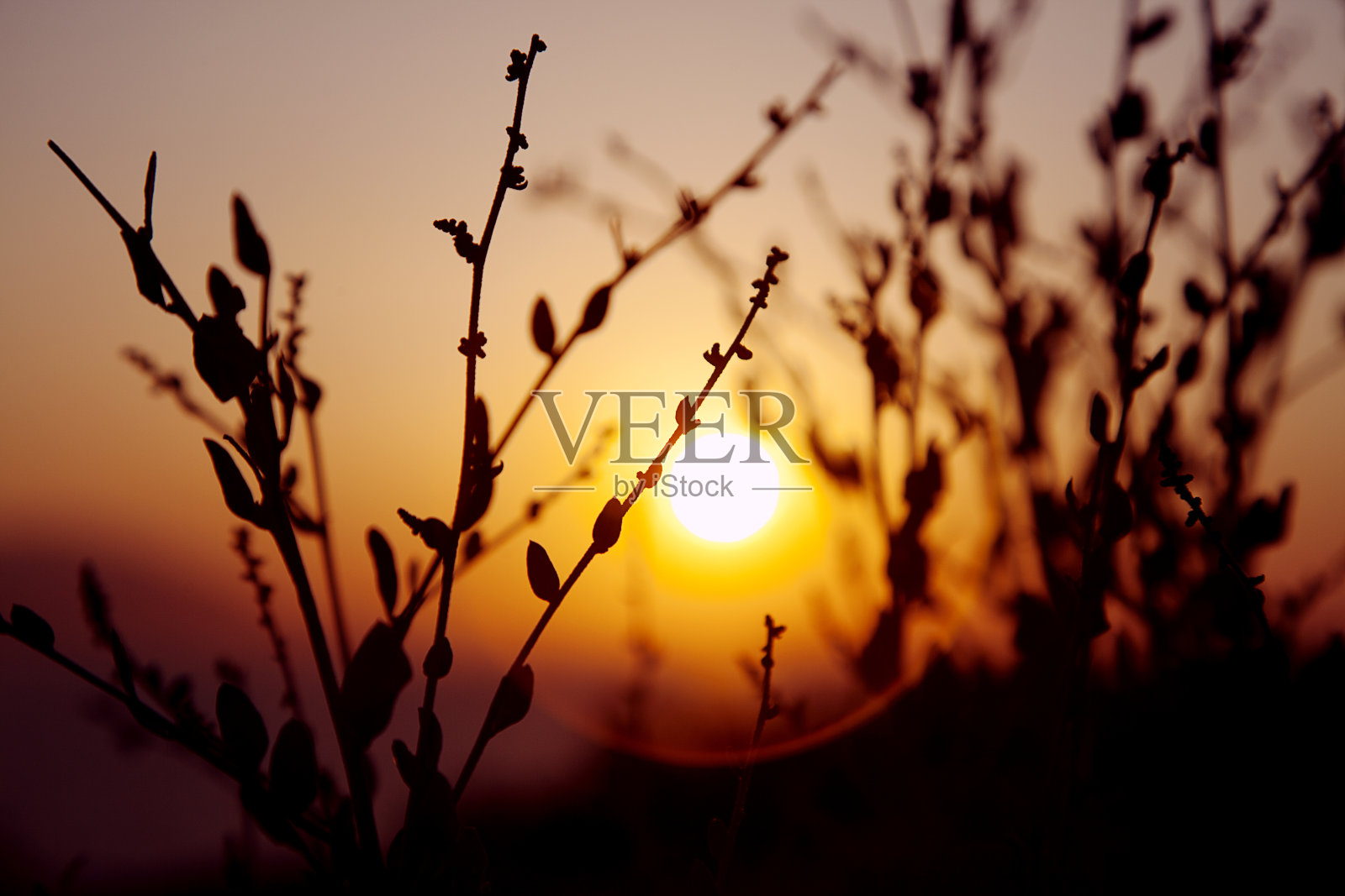 日落植物silhuette照片摄影图片