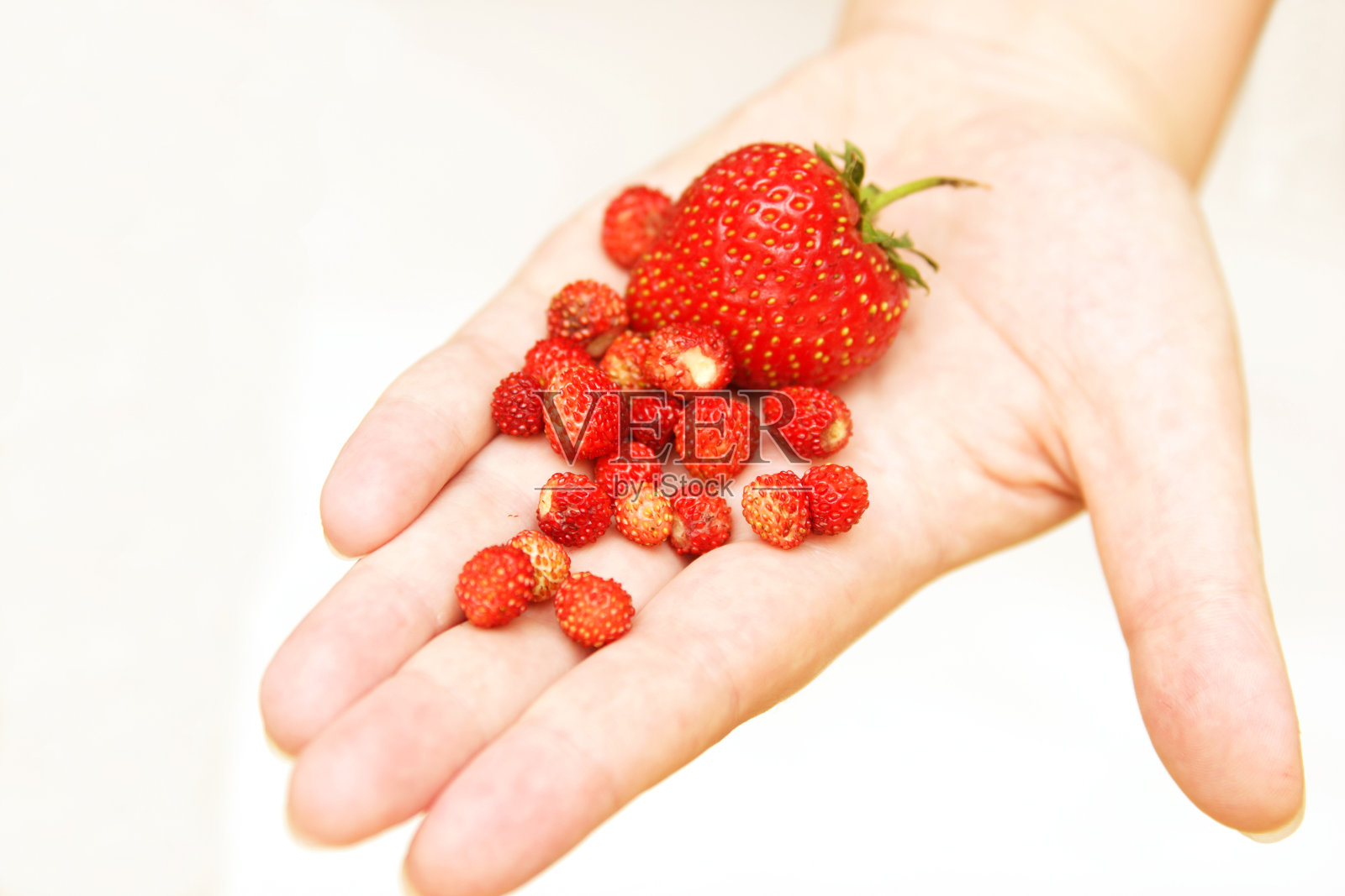 草莓照片摄影图片