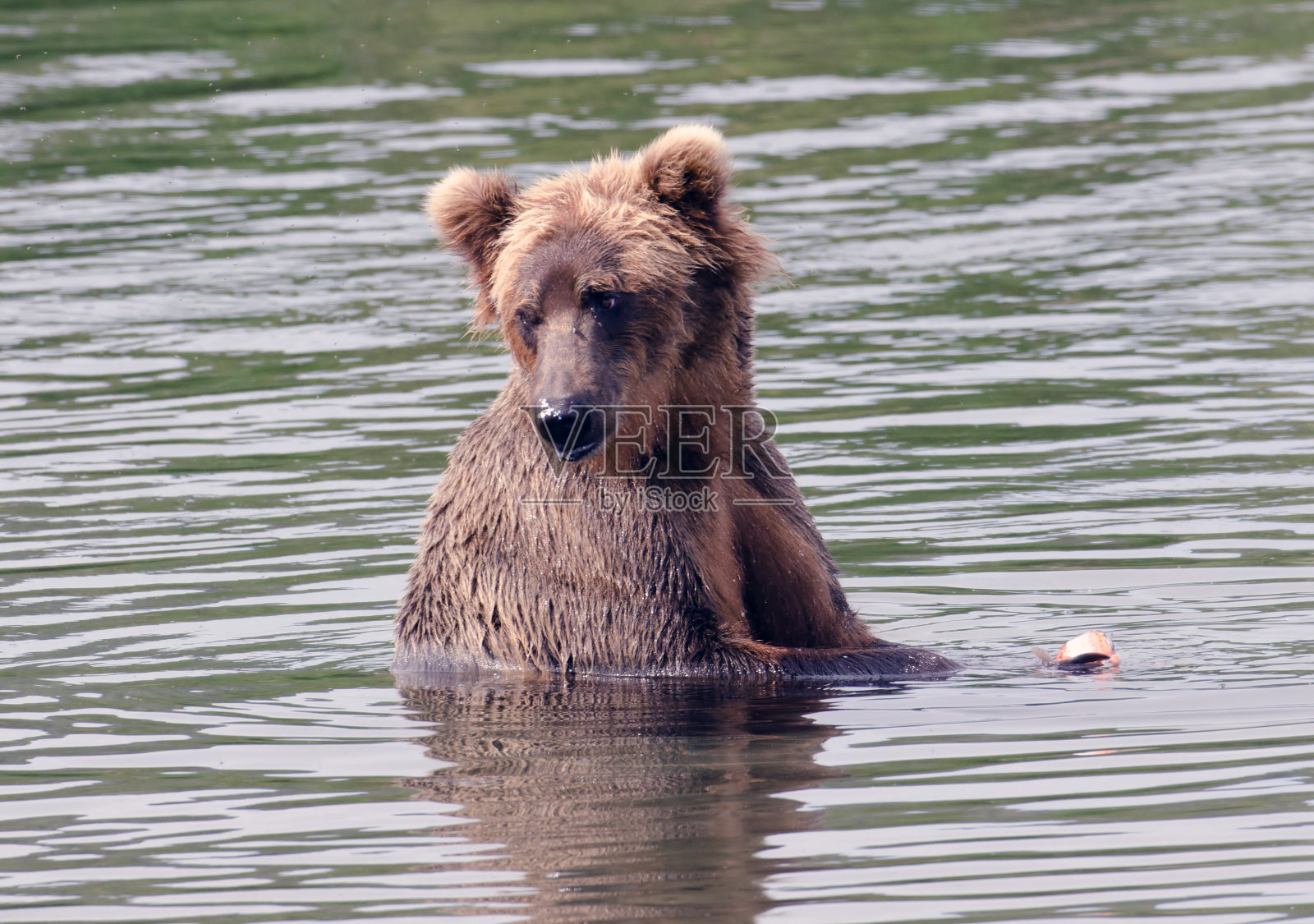 大棕熊在水里照片摄影图片