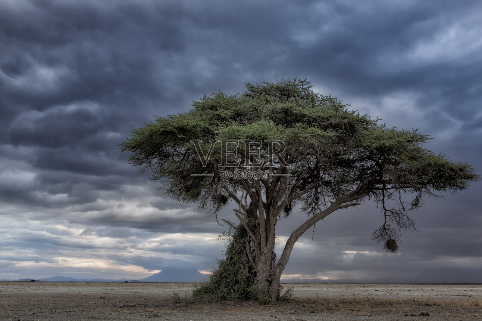 挂鸟巢的金合欢树,肯尼亚,东非照片摄影图片
