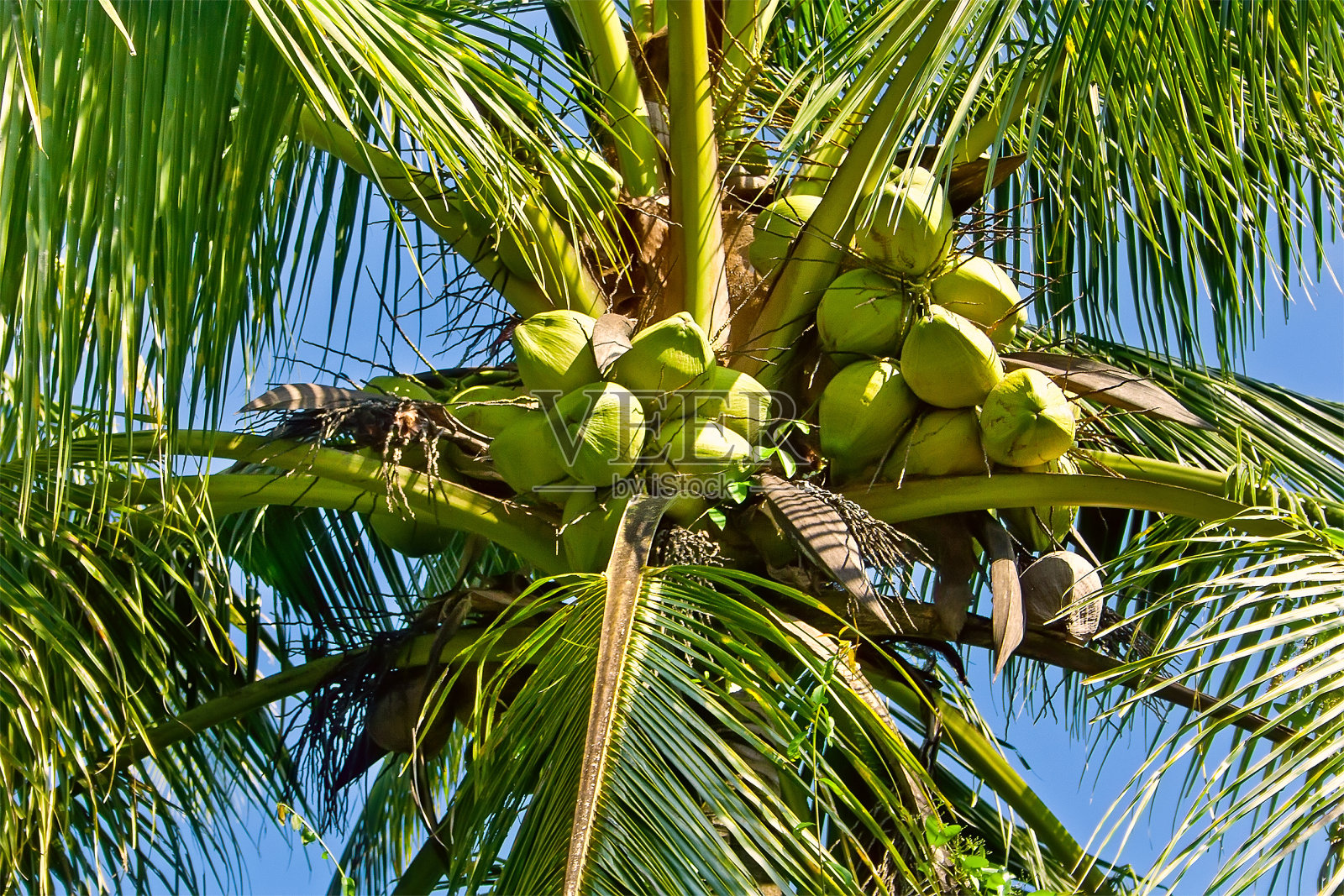 棕榈树上的绿色椰子照片摄影图片