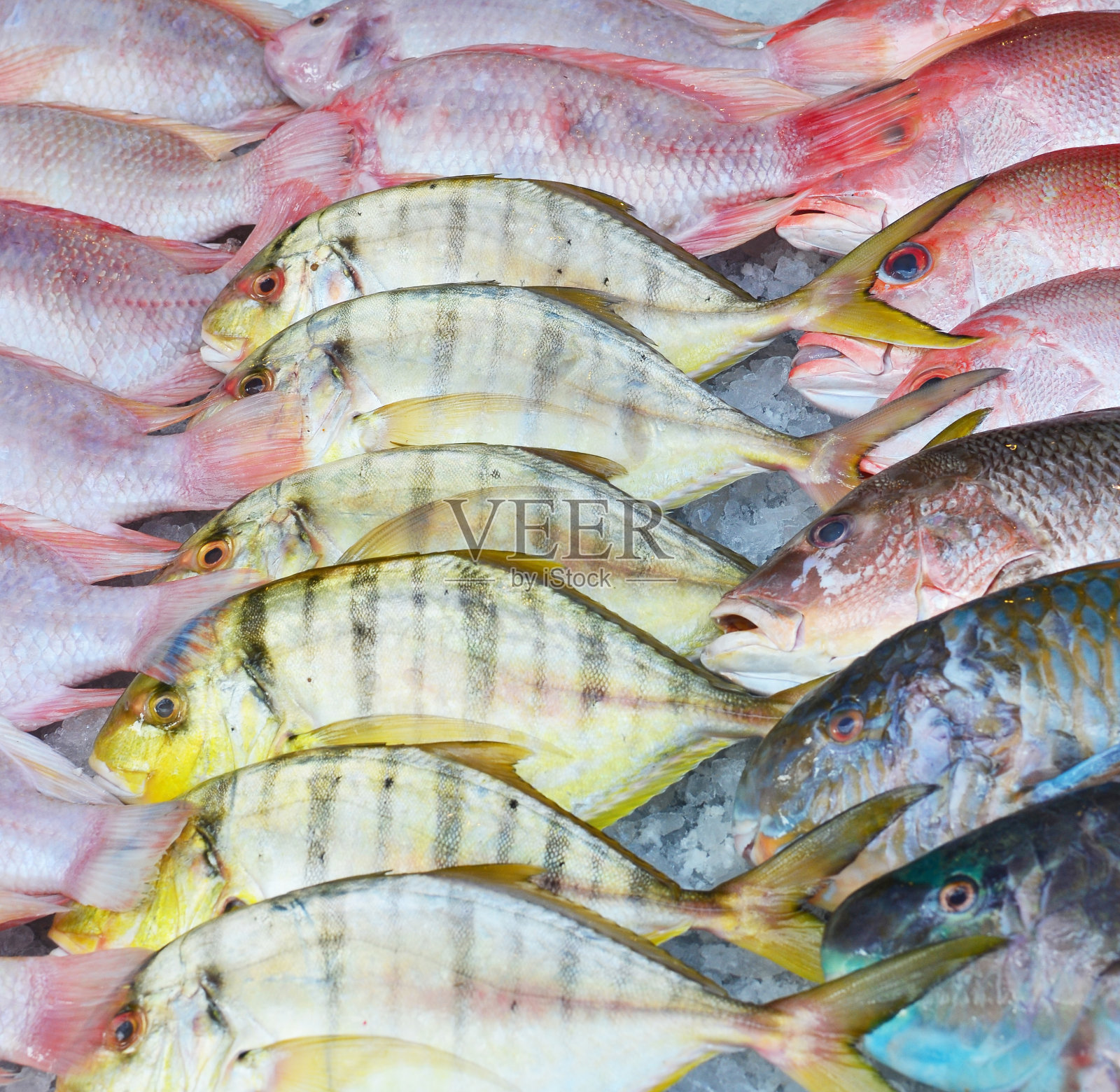 新鲜的鱼照片摄影图片