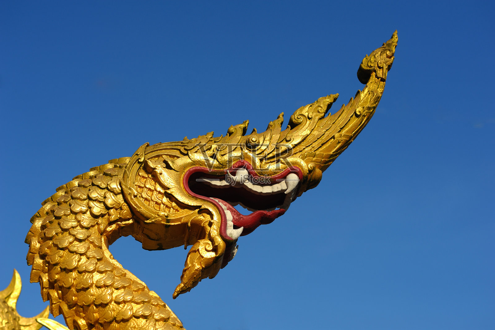 金旅照片摄影图片