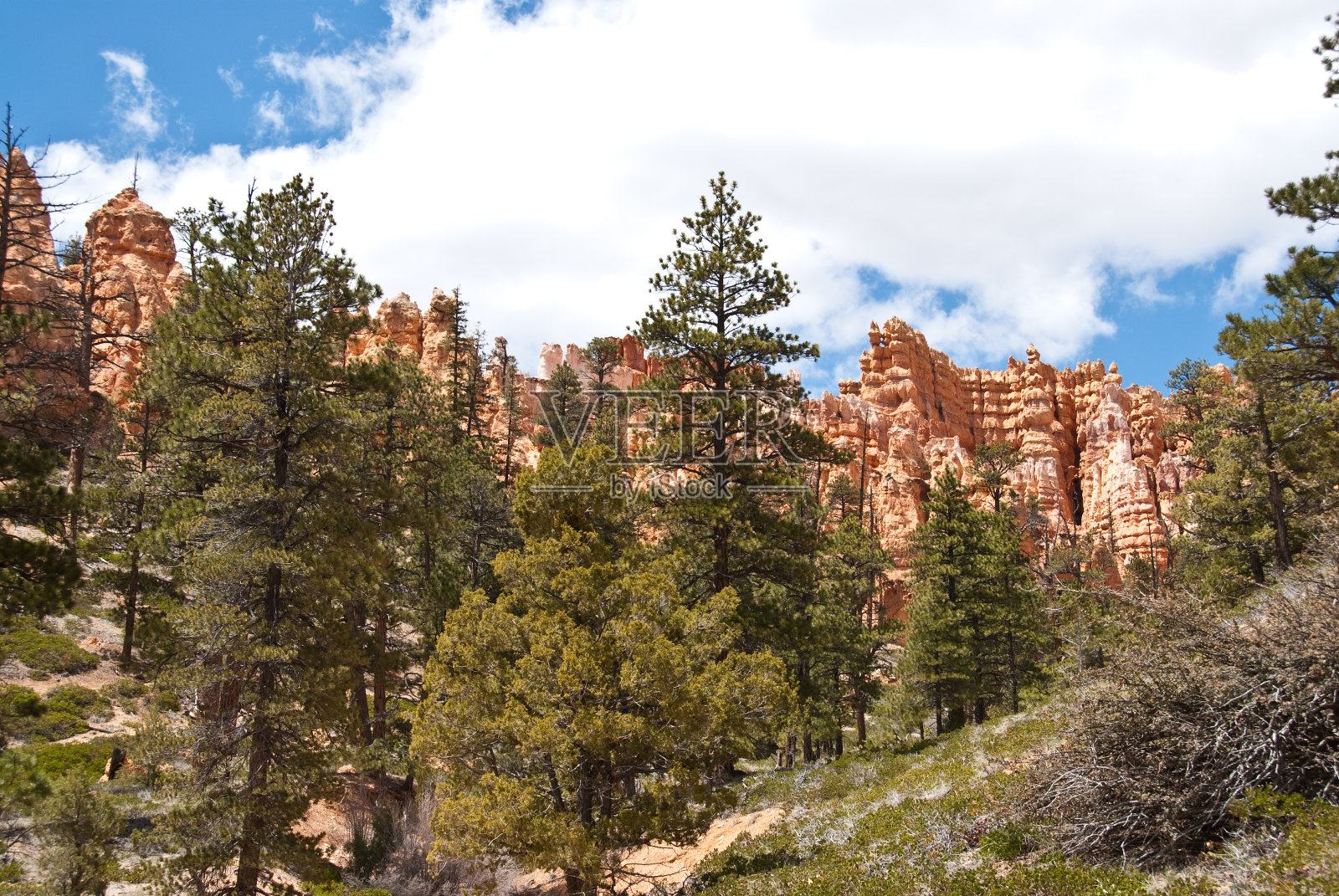 胡芦巴和黄松照片摄影图片