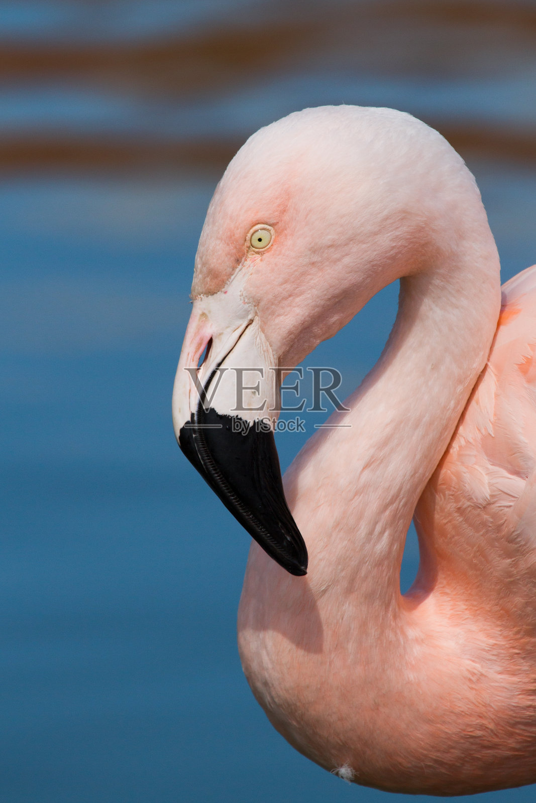 火烈鸟的肖像照片摄影图片