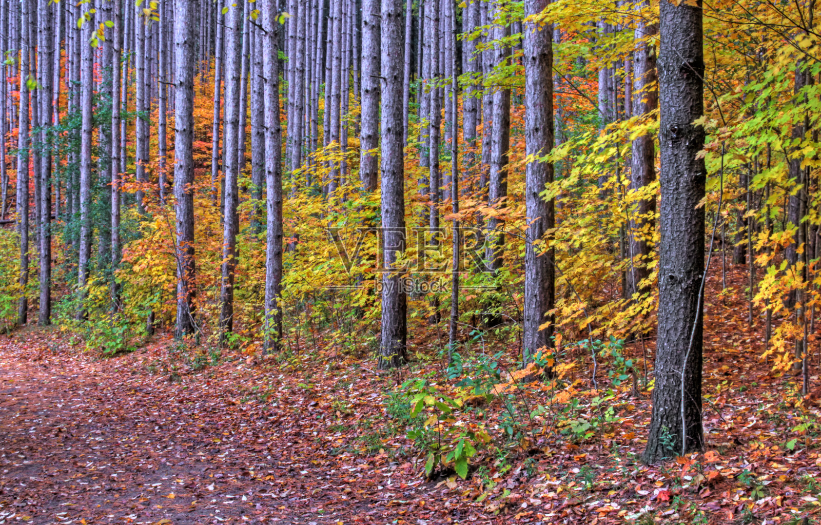 树干在秋天照片摄影图片