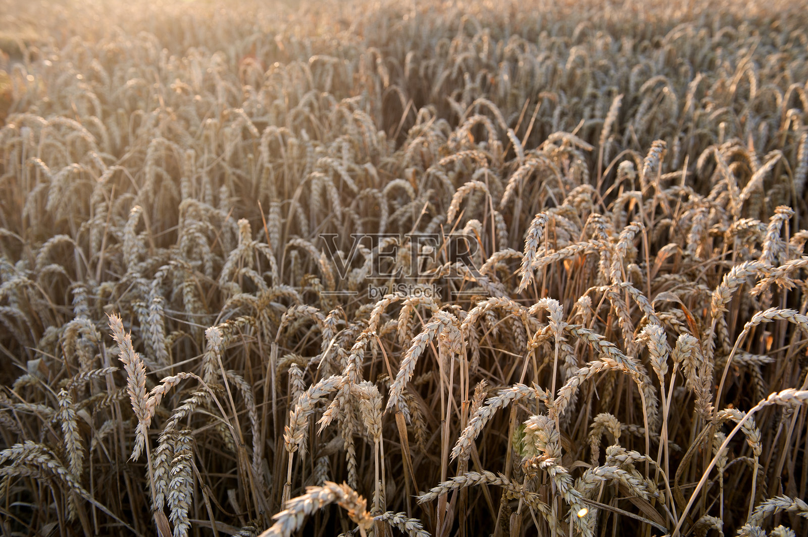 魏曾菲尔德照片摄影图片