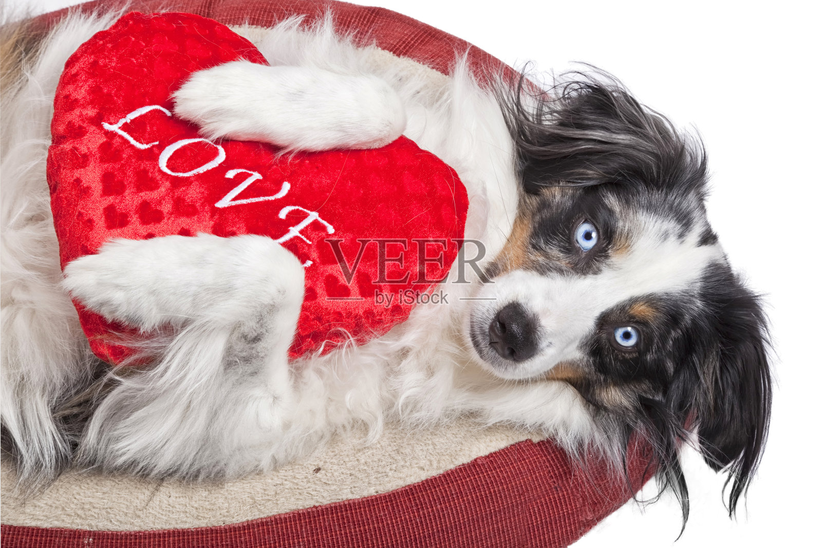 澳大利亚牧羊犬照片摄影图片