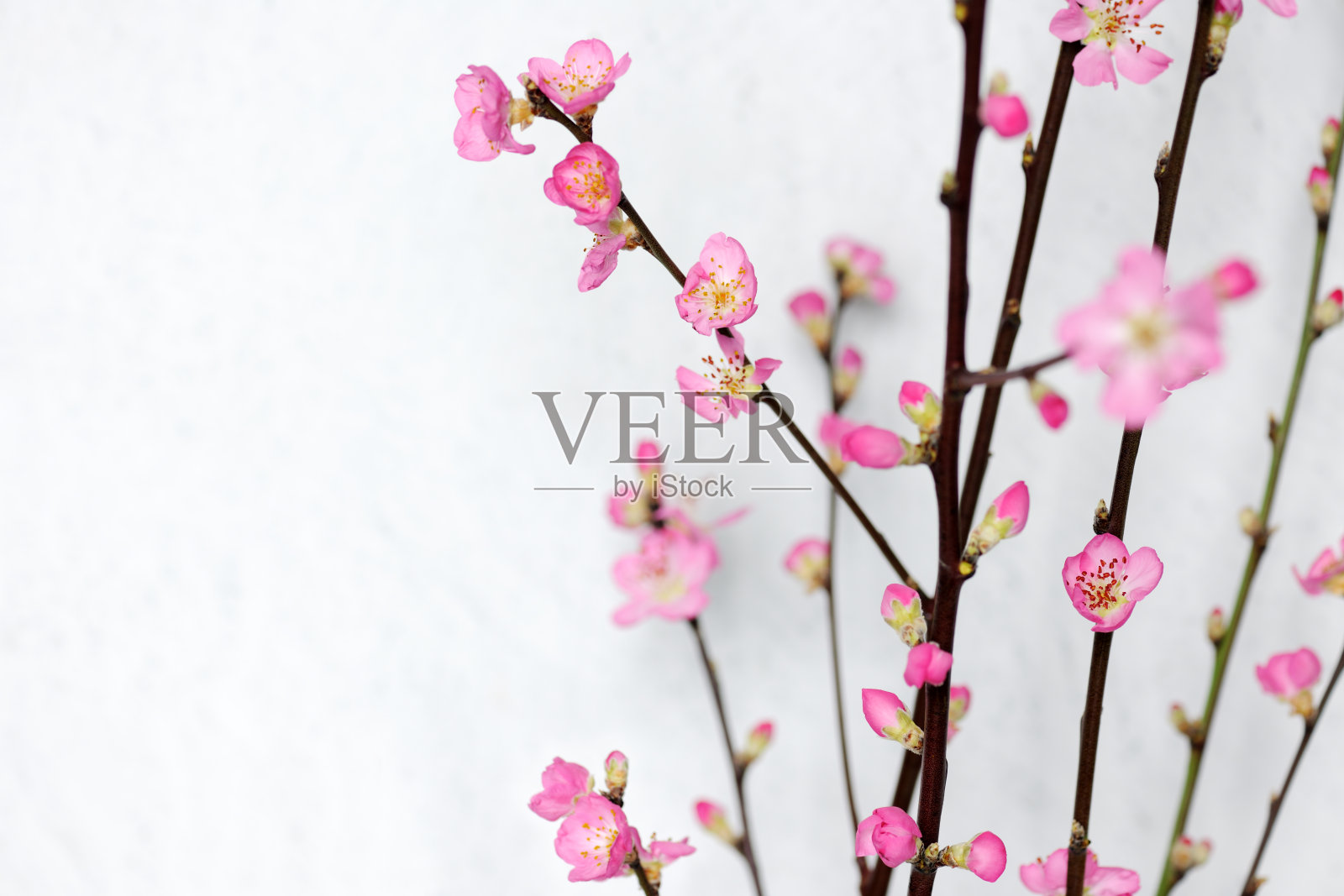 春天的花朵照片摄影图片