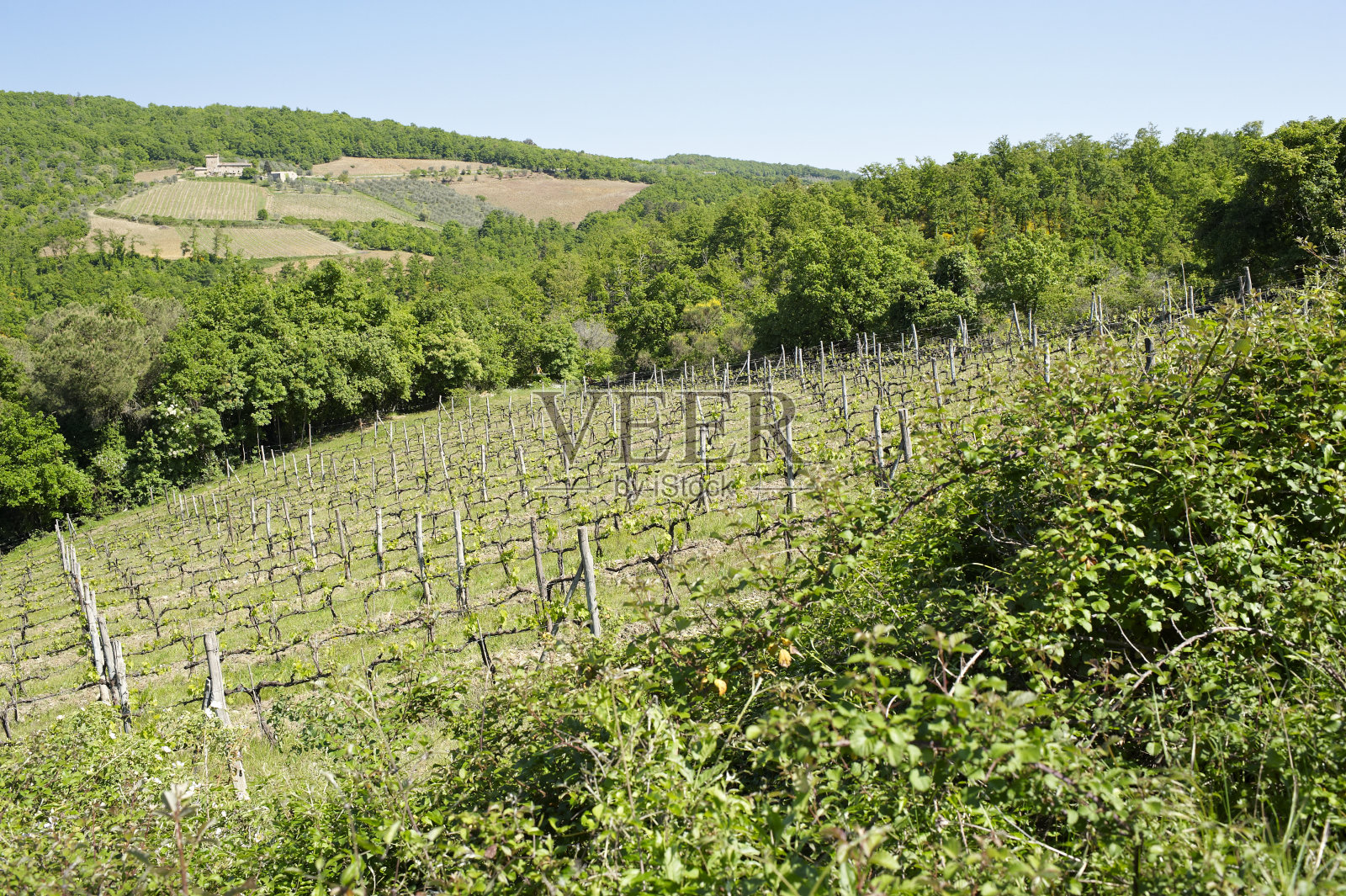 托斯卡纳葡萄园照片摄影图片