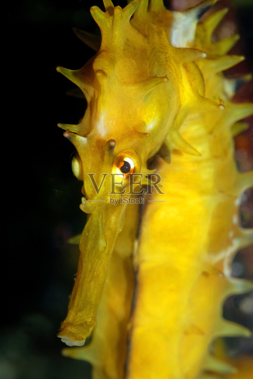 海马,海马照片摄影图片