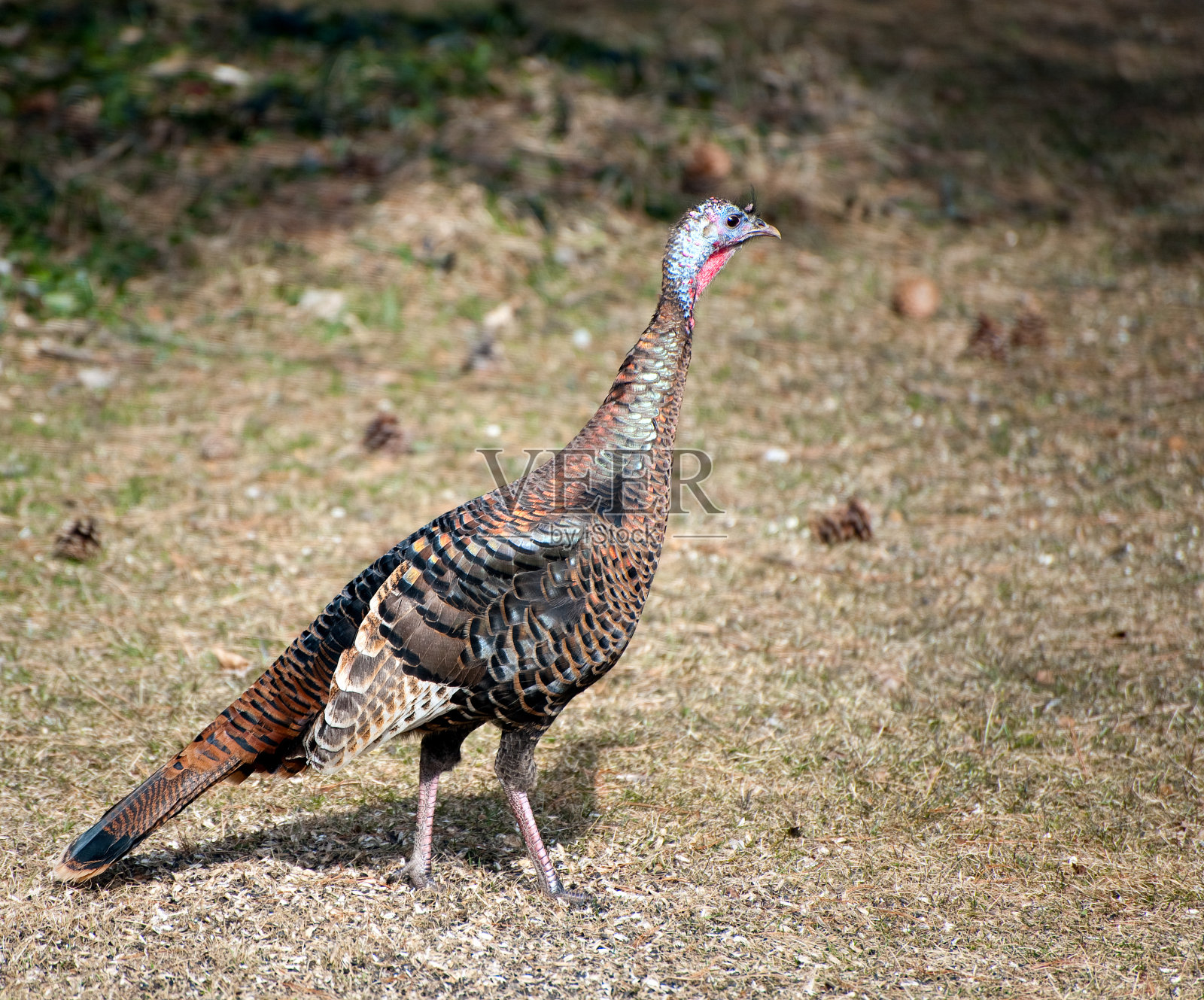 野生火鸡照片摄影图片