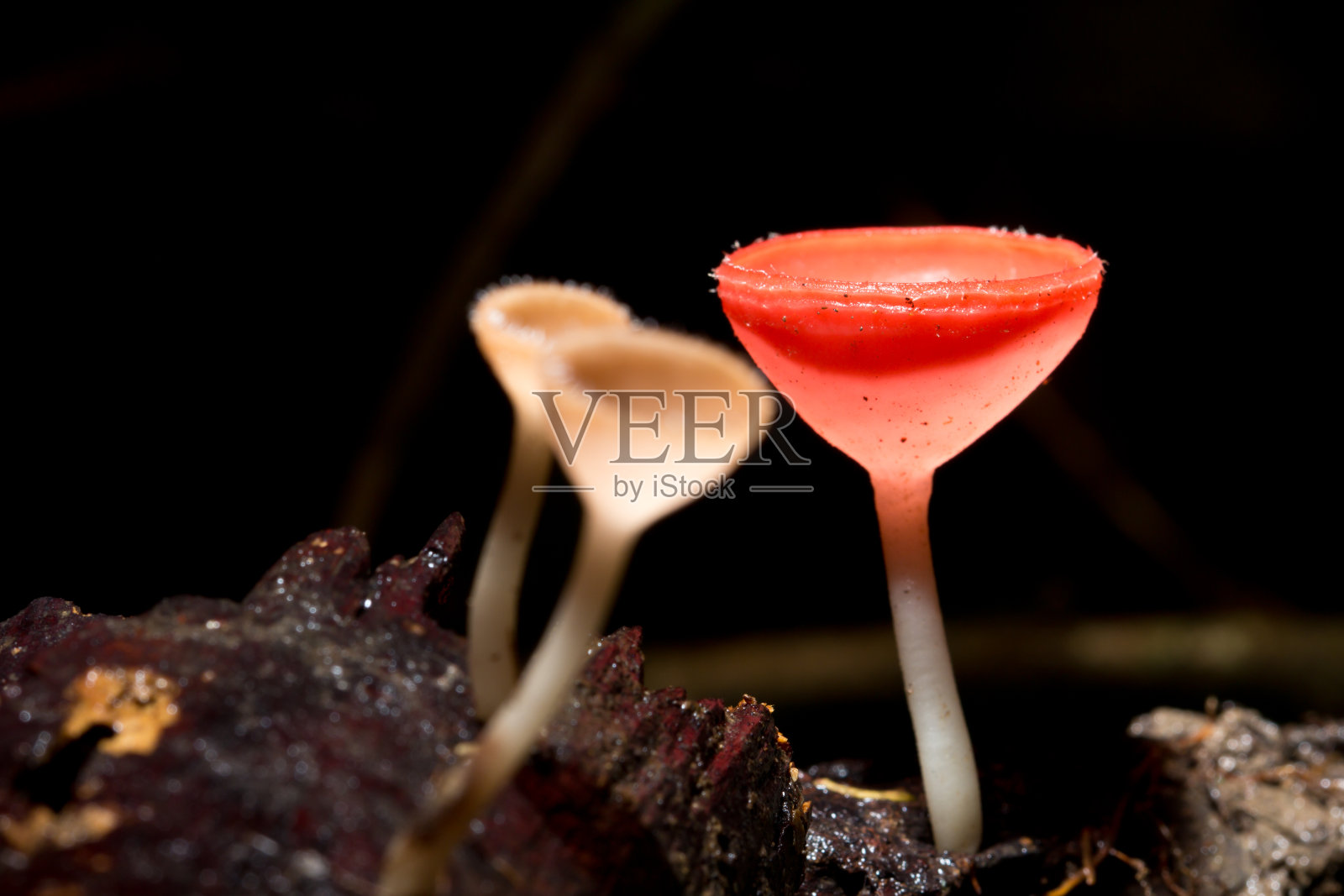 木材上的红蘑菇照片摄影图片