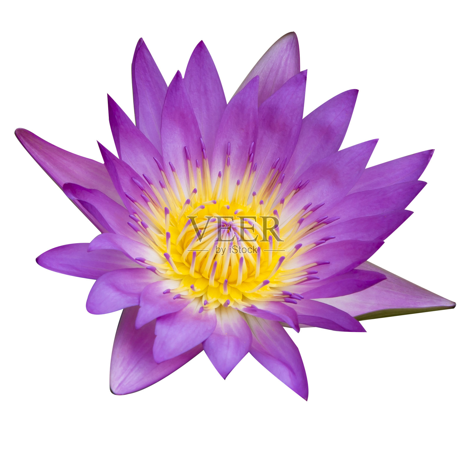 荷花孤立在白色背景上照片摄影图片