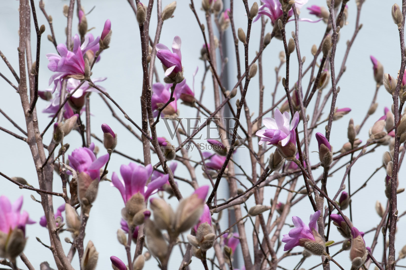 木兰春花照片摄影图片