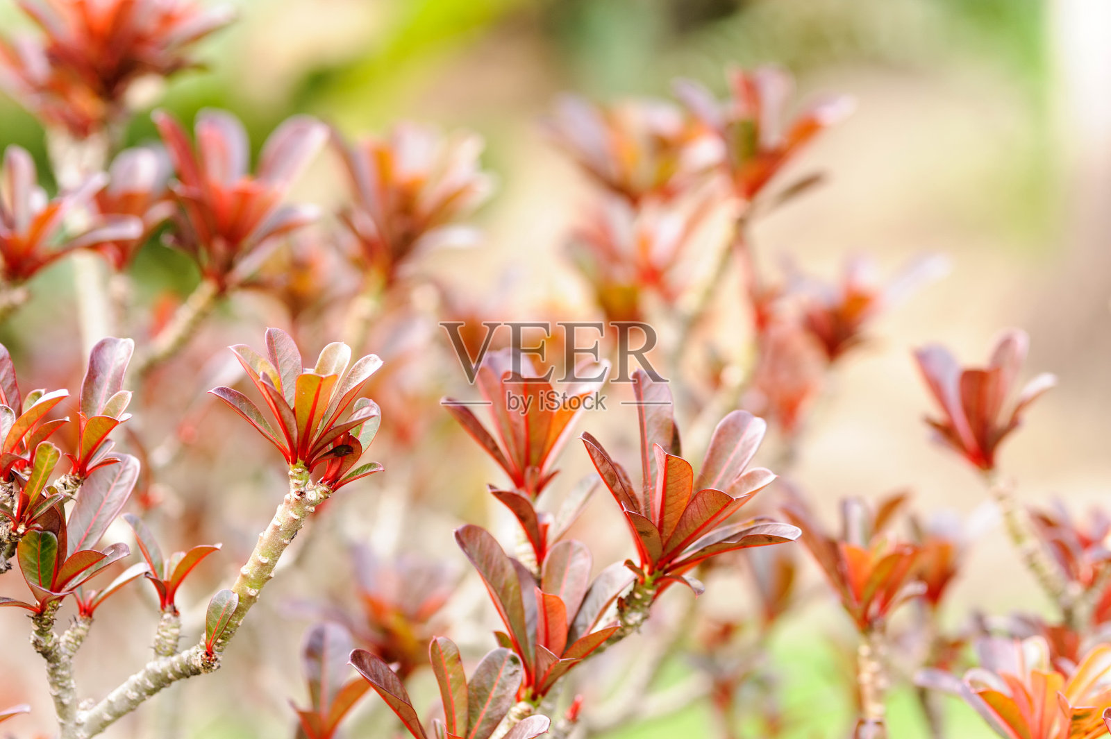 沙漠玫瑰树照片摄影图片