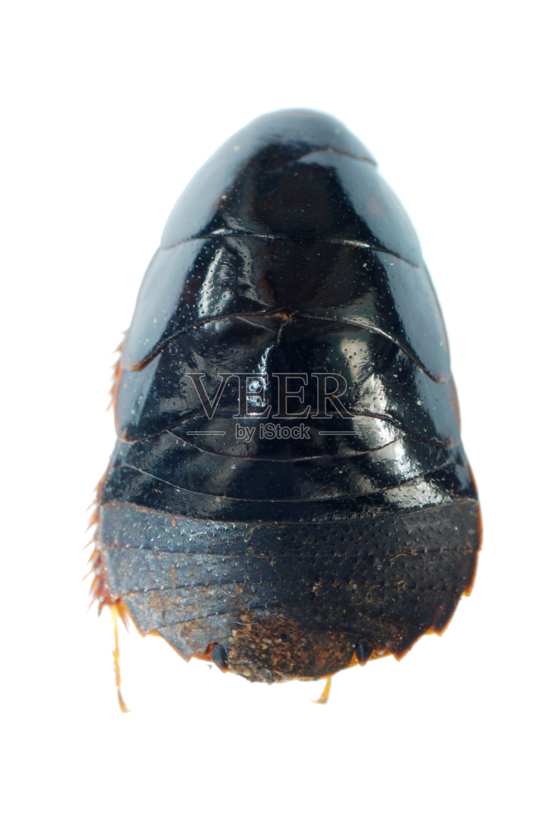 黑地蟑螂照片摄影图片