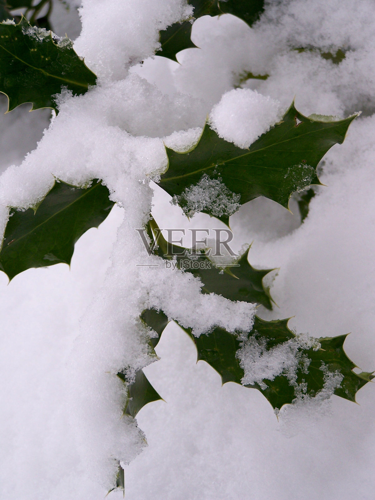霍莉有雪照片摄影图片
