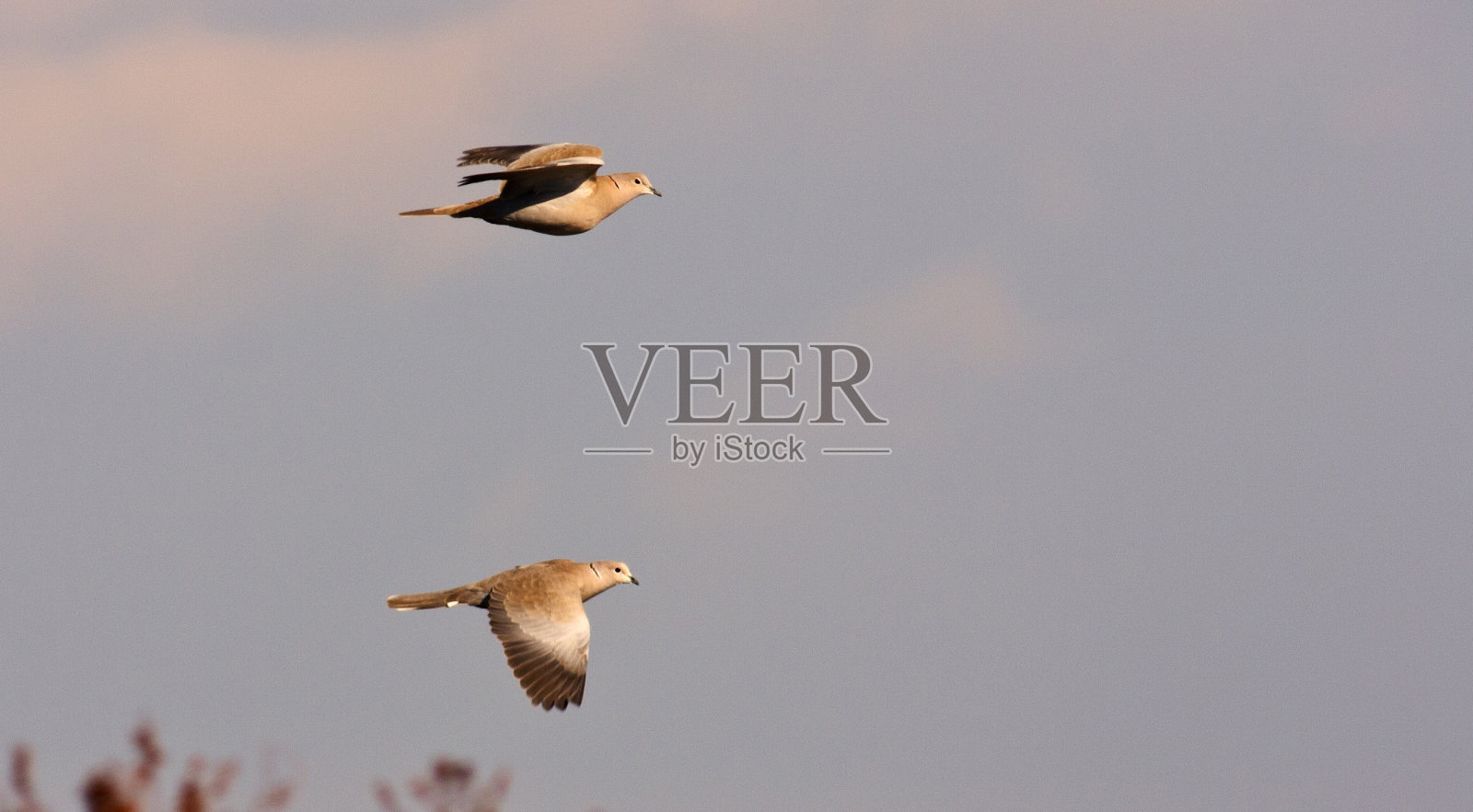 Collared那里照片摄影图片