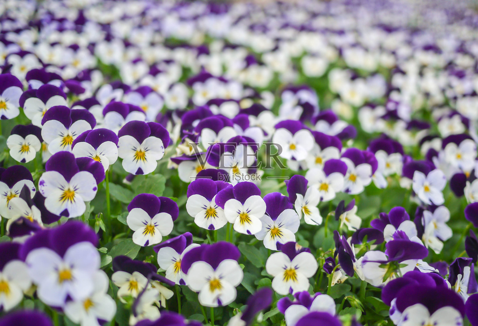 白色和紫色的花照片摄影图片
