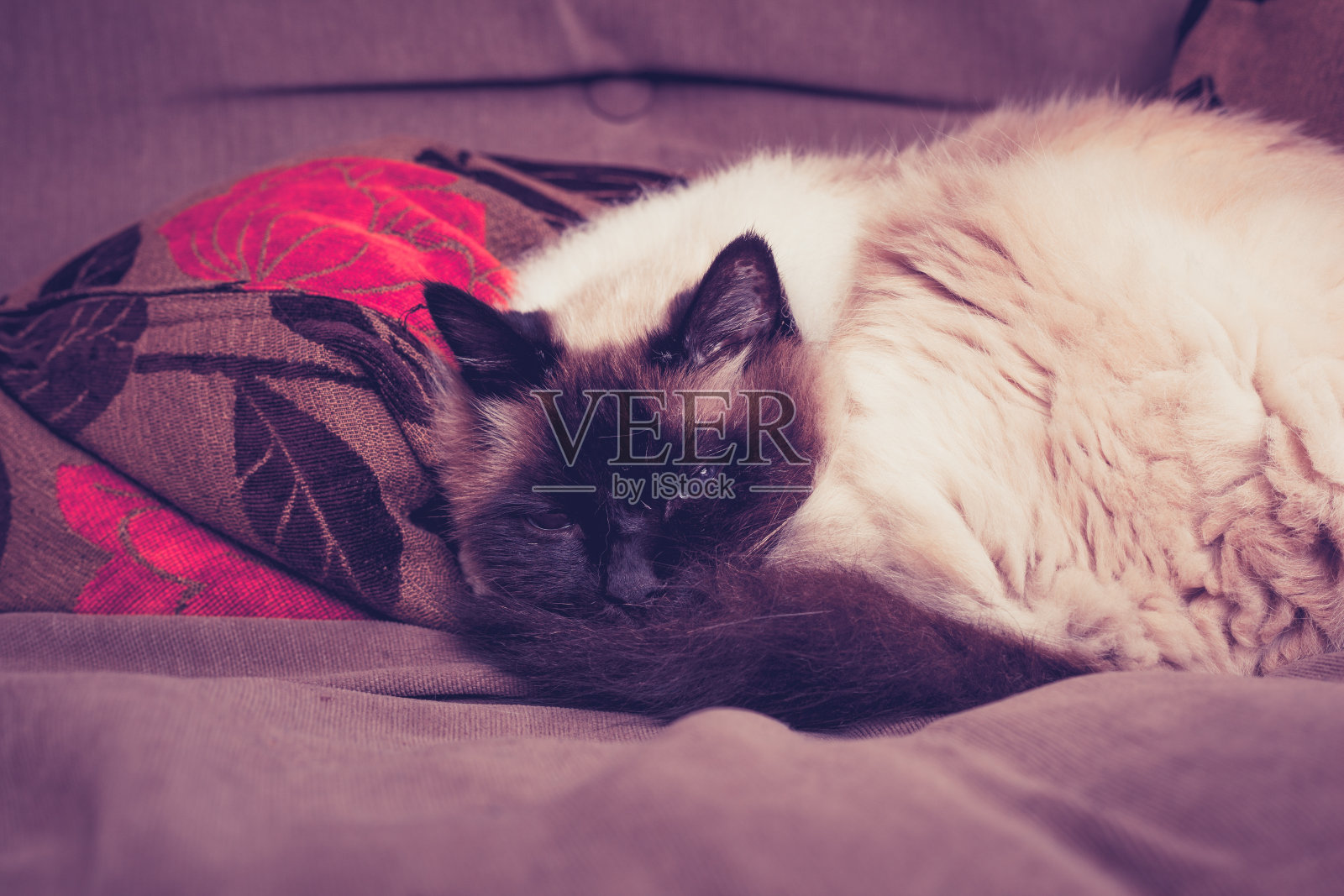 毛茸茸的伯曼猫在沙发上睡觉照片摄影图片