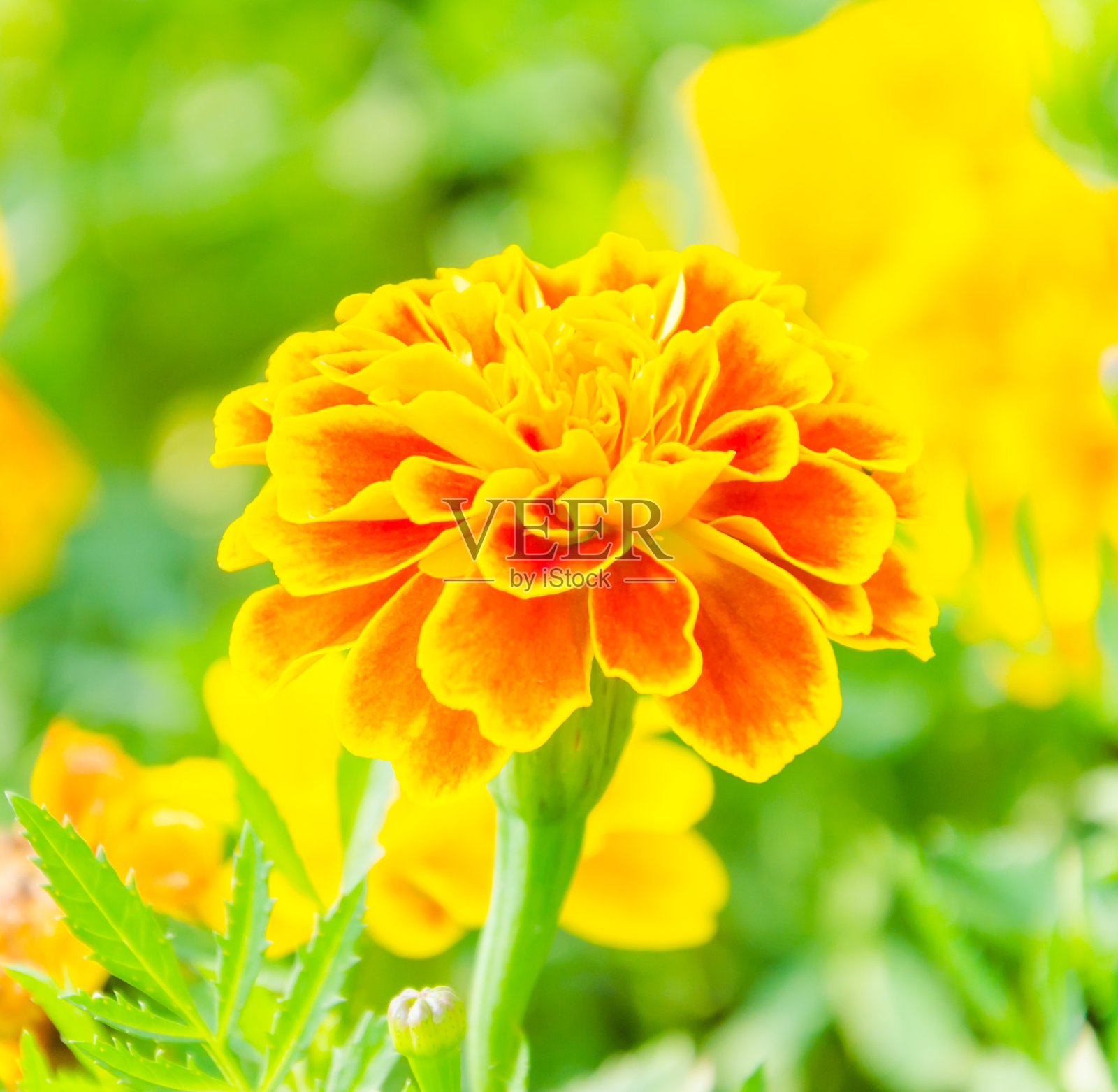 金盏花照片摄影图片