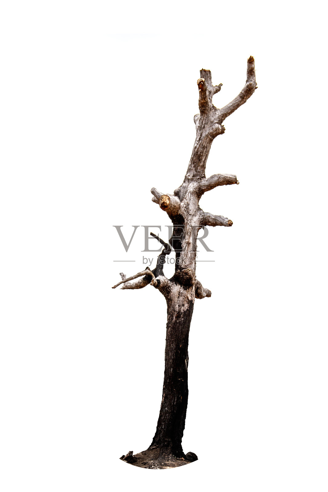 老而死的树孤立在白色的背景上照片摄影图片