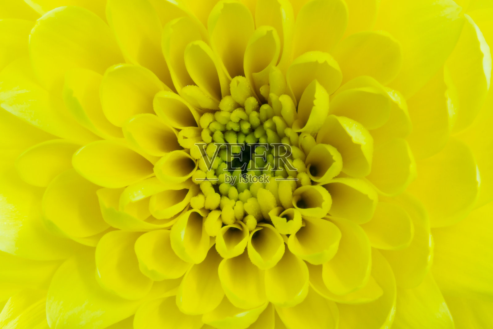 菊花照片摄影图片