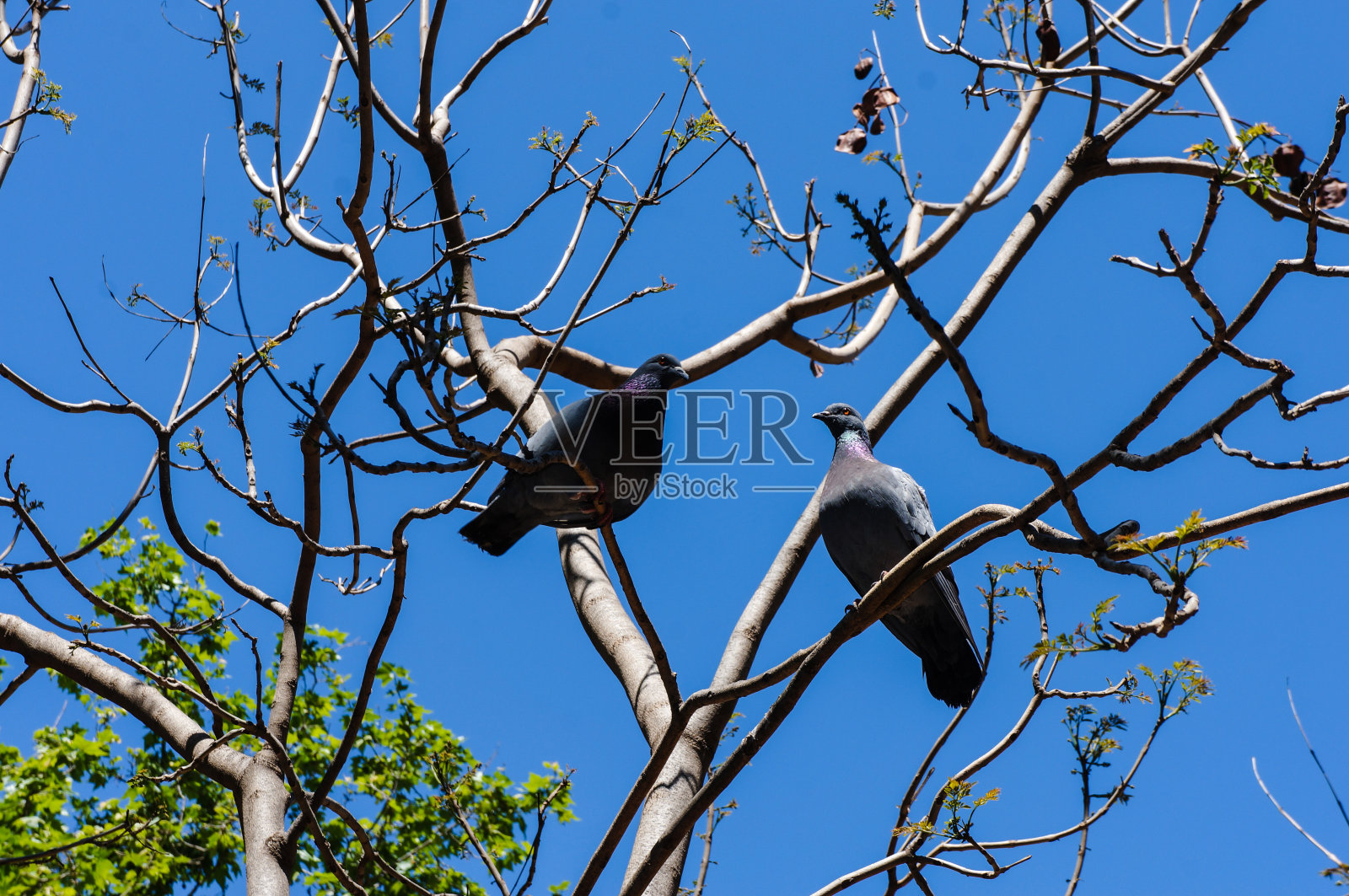 鸽子照片摄影图片